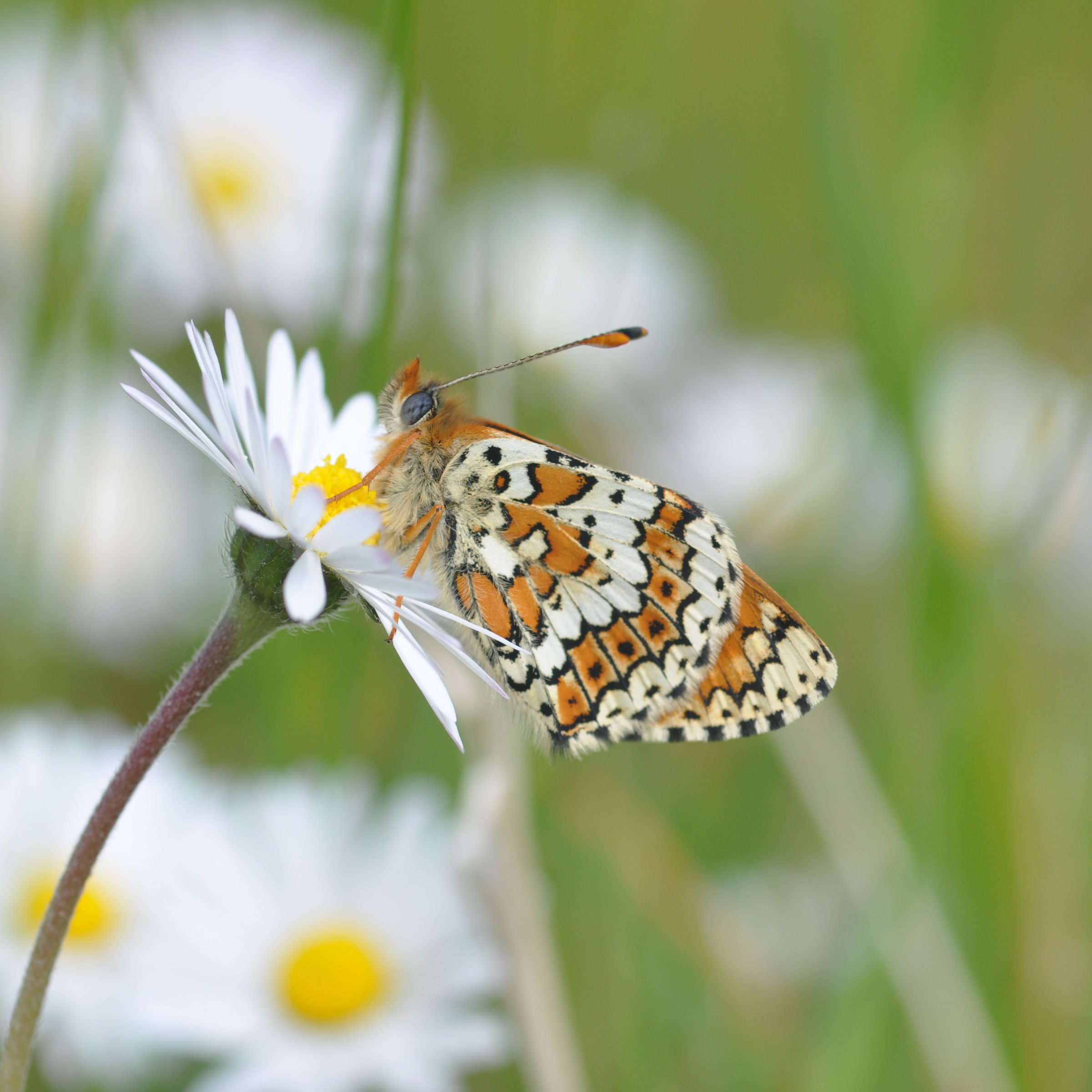 Sommerfugl