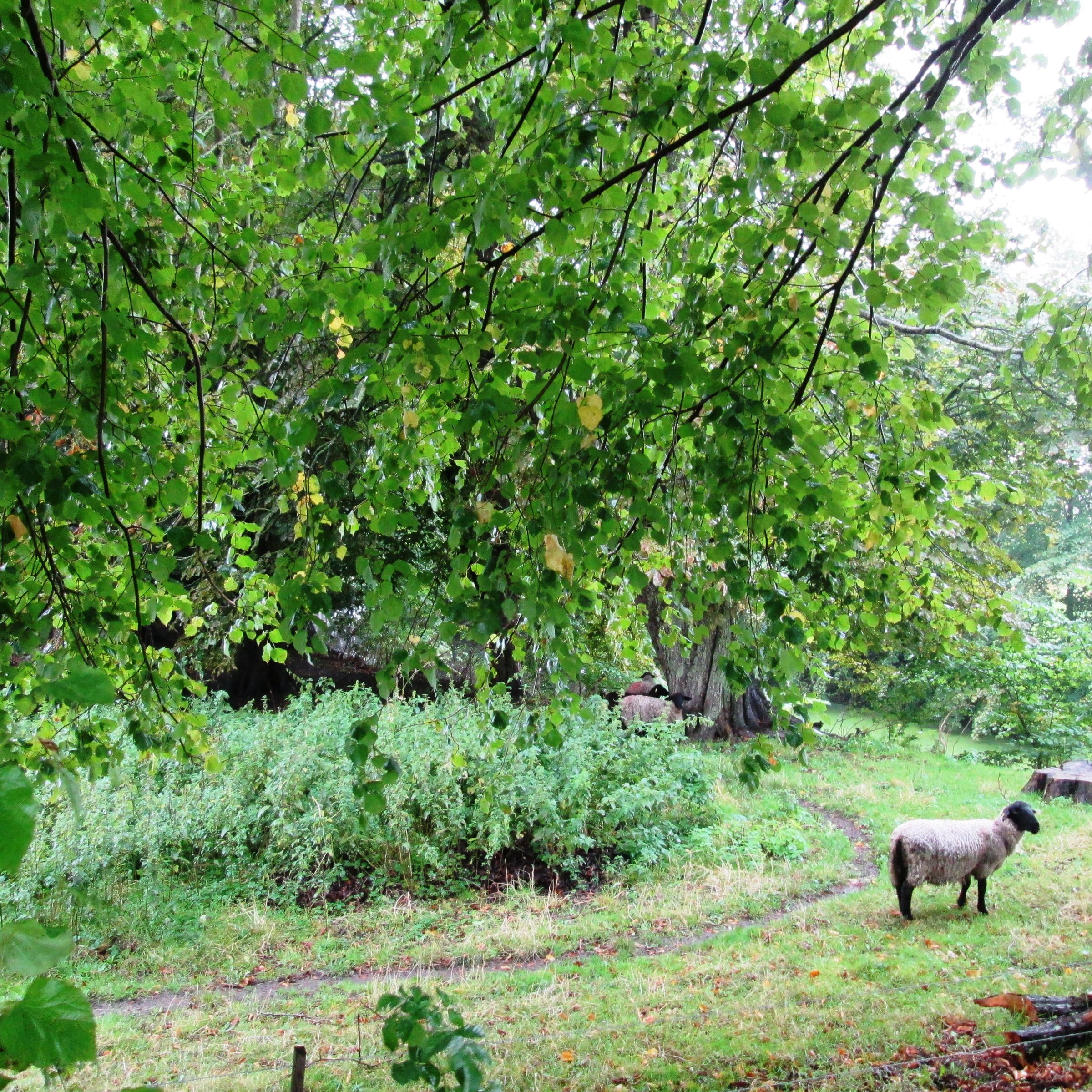 Får ved Brusgård