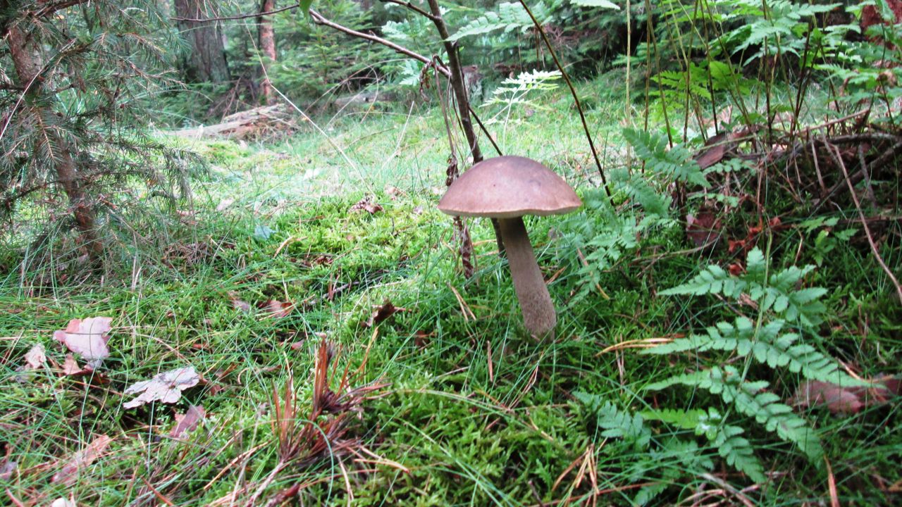 Birkerørhat