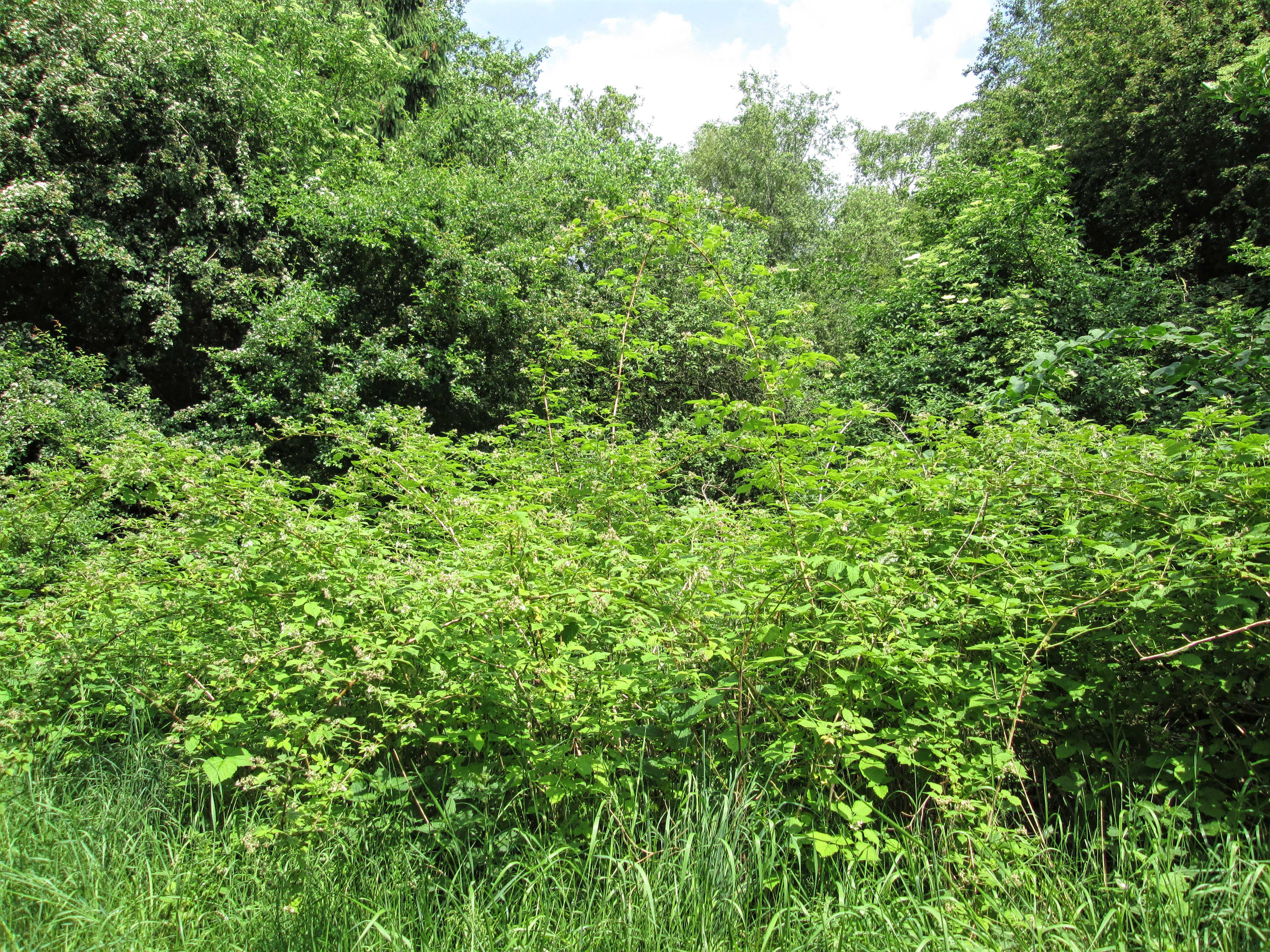 Buske ved Asferg Mose