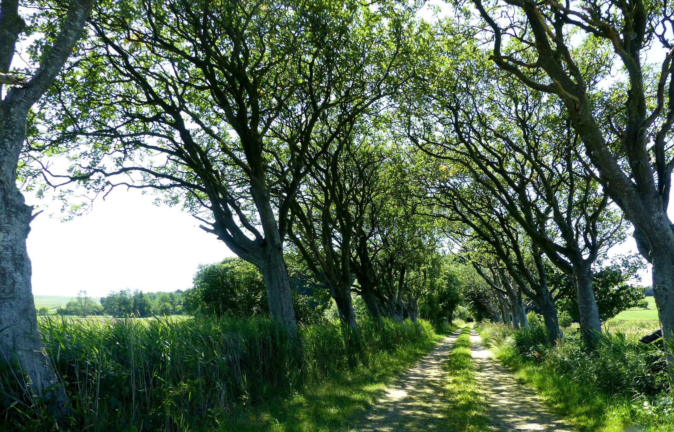 Frisenvold Alleen