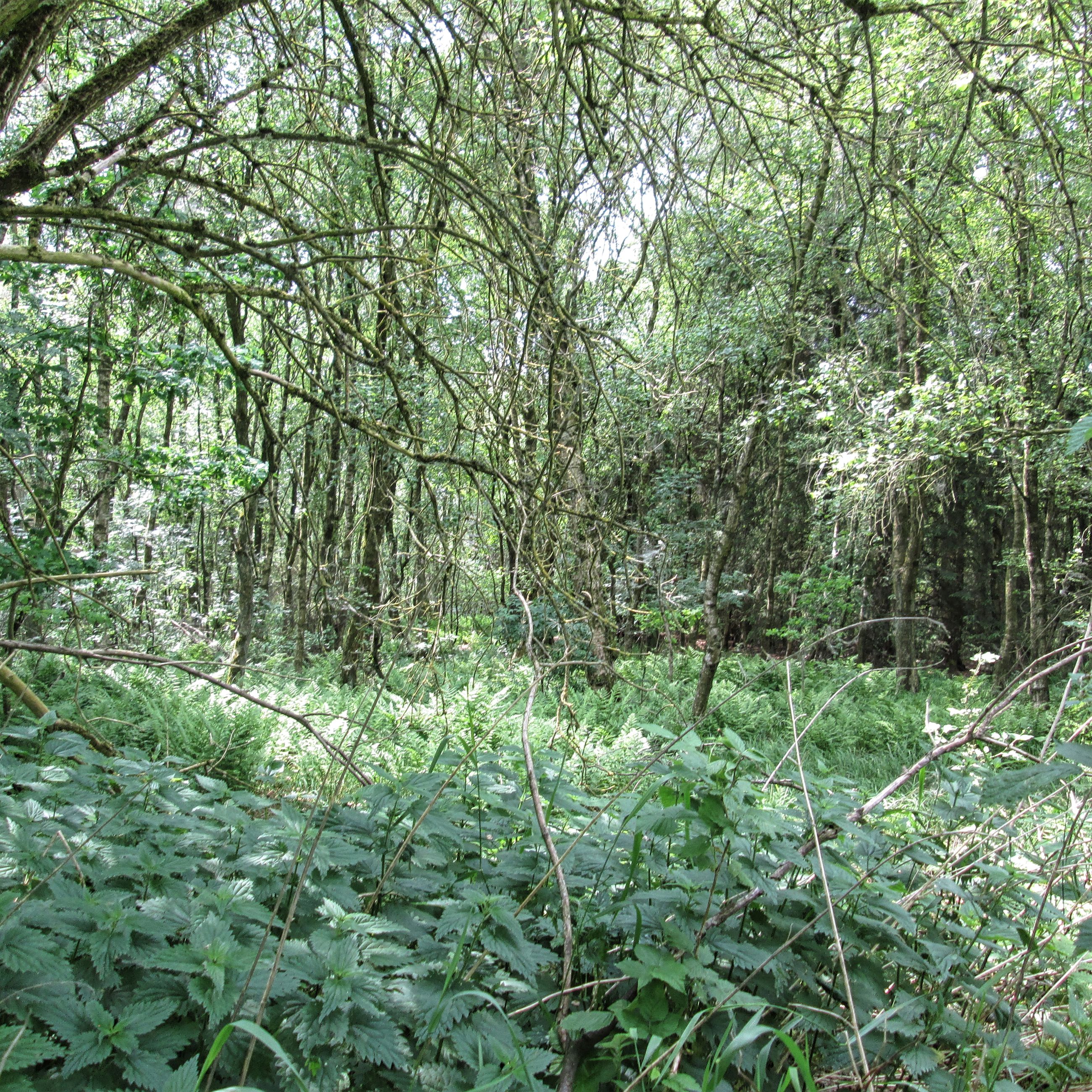 Planter og træer ved Asferg Mose