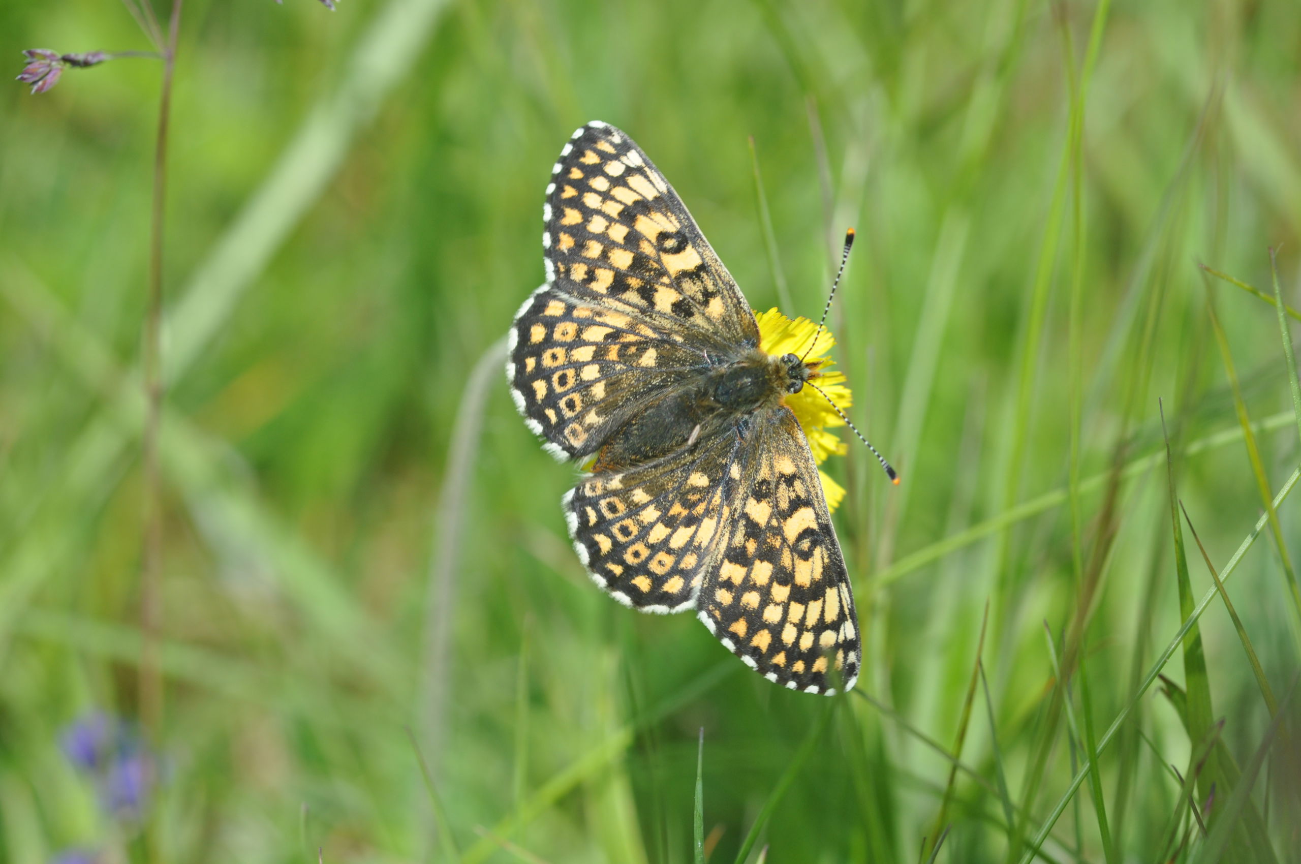 Sommerfugl