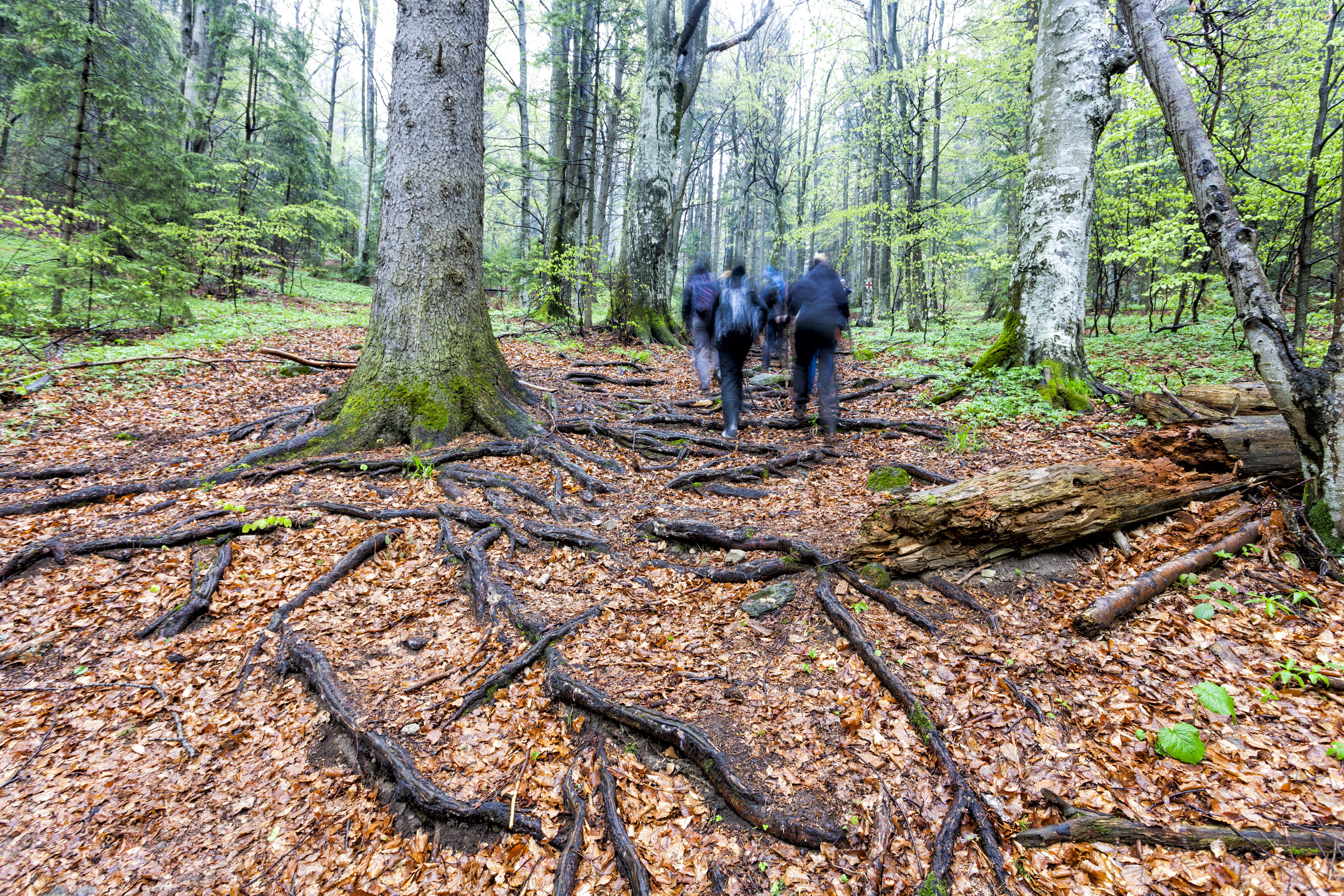 Gruppe af mennesker går tur i skov.