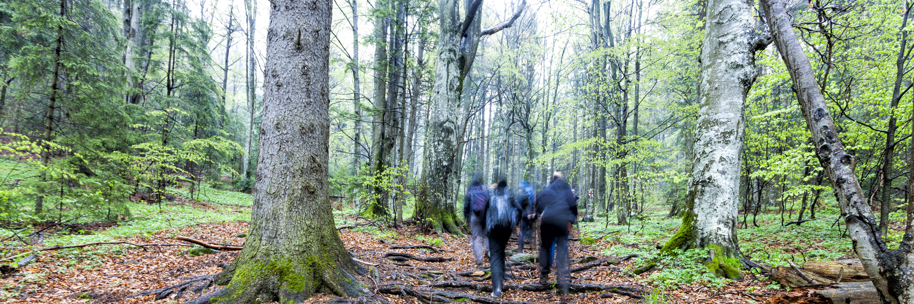 Gruppe af mennesker går tur i skov.