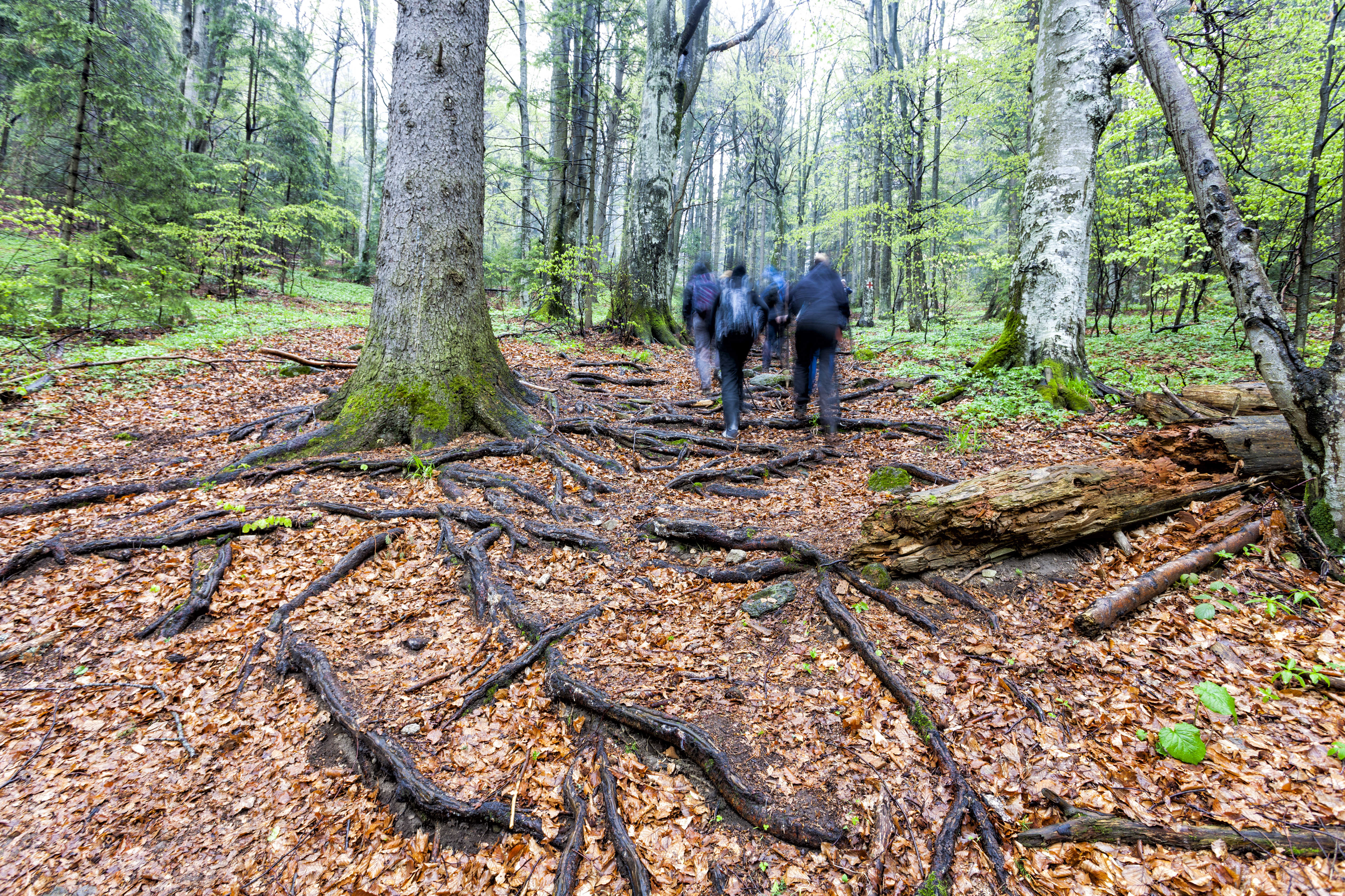 Gruppe af mennesker går tur i skov.