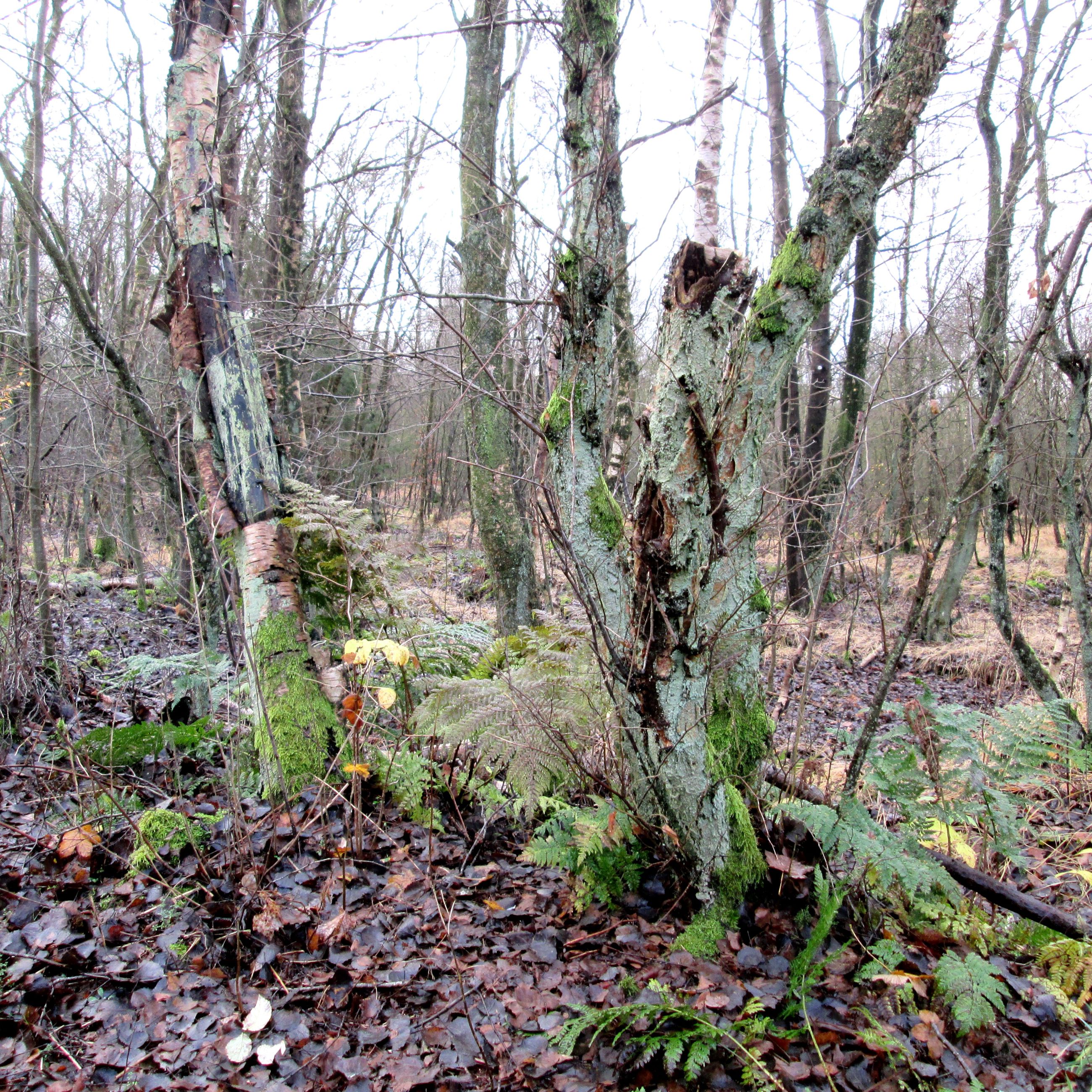 Træer ved Asferg Mose