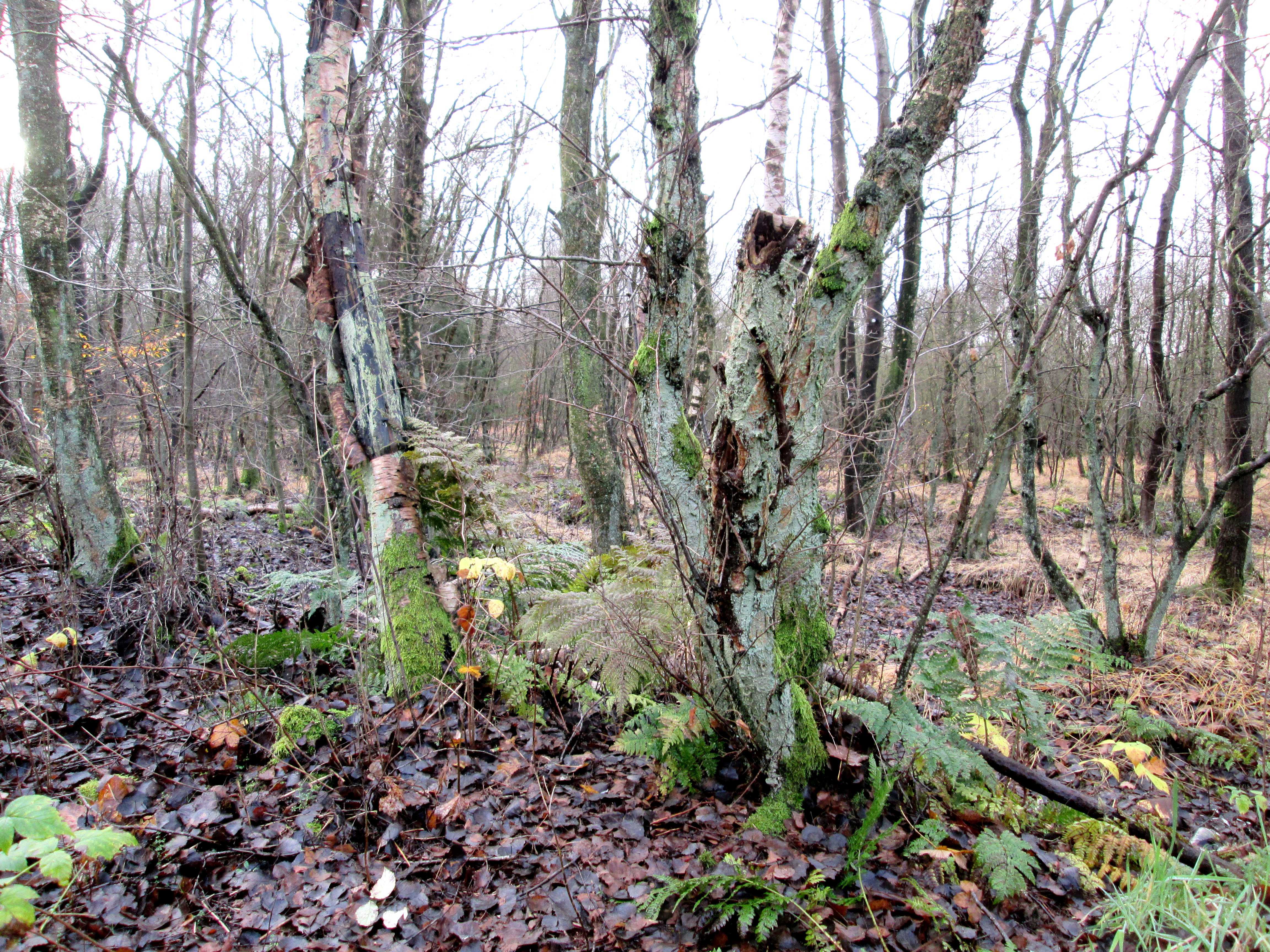 Træer ved Asferg Mose