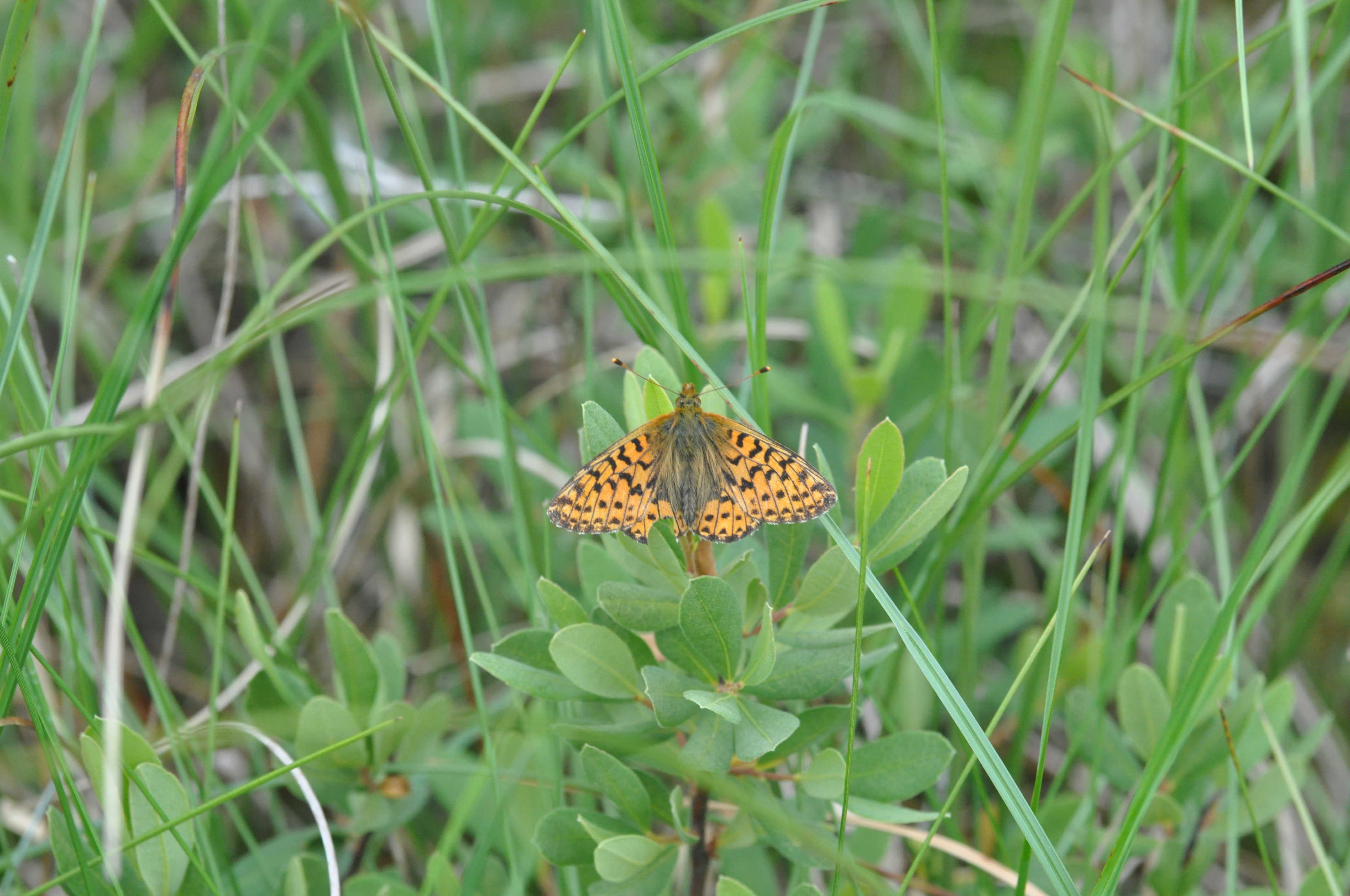 Moseperlemorssommerfugl