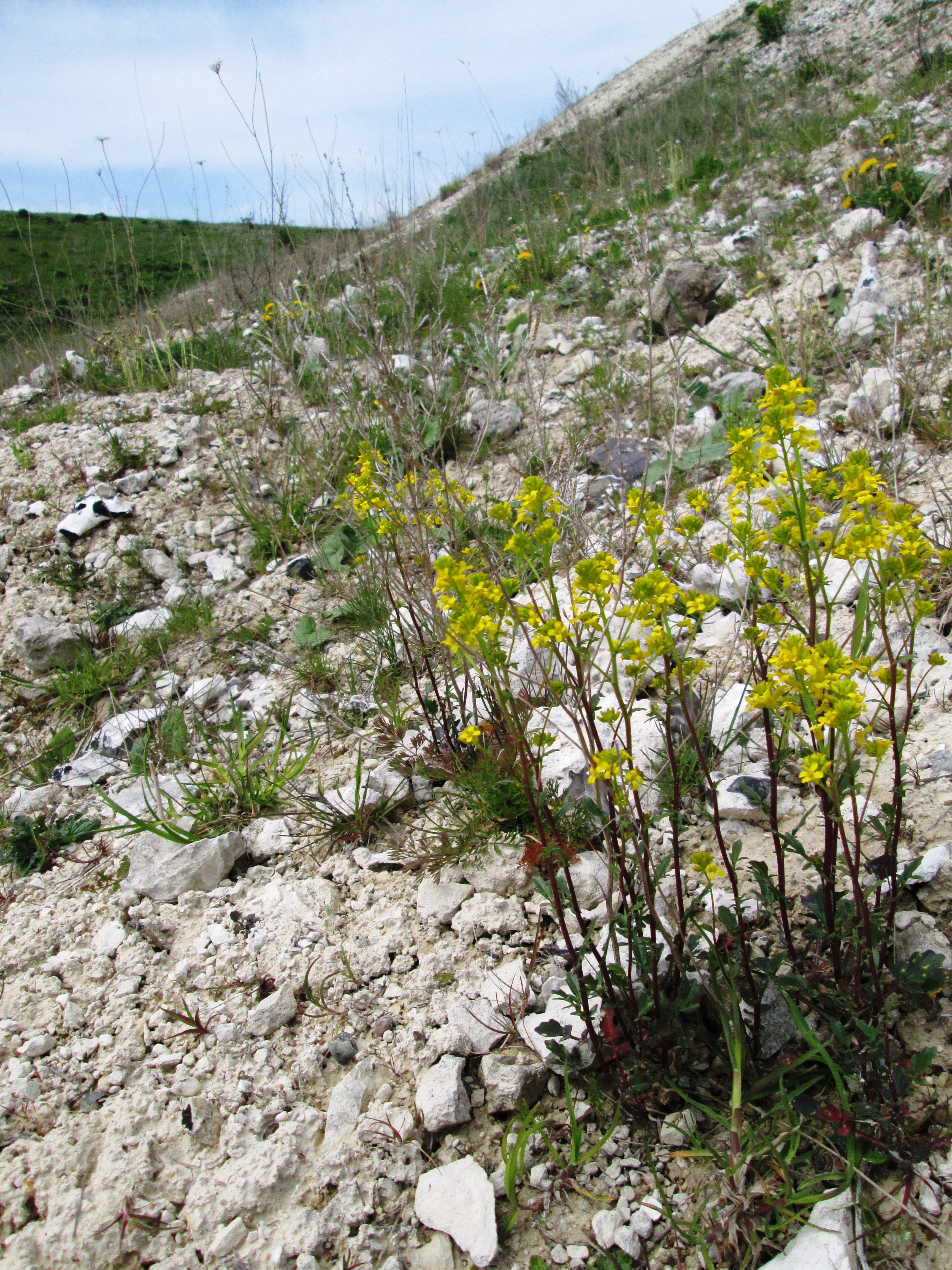 Blomster i Dalbyover Kalkgrav