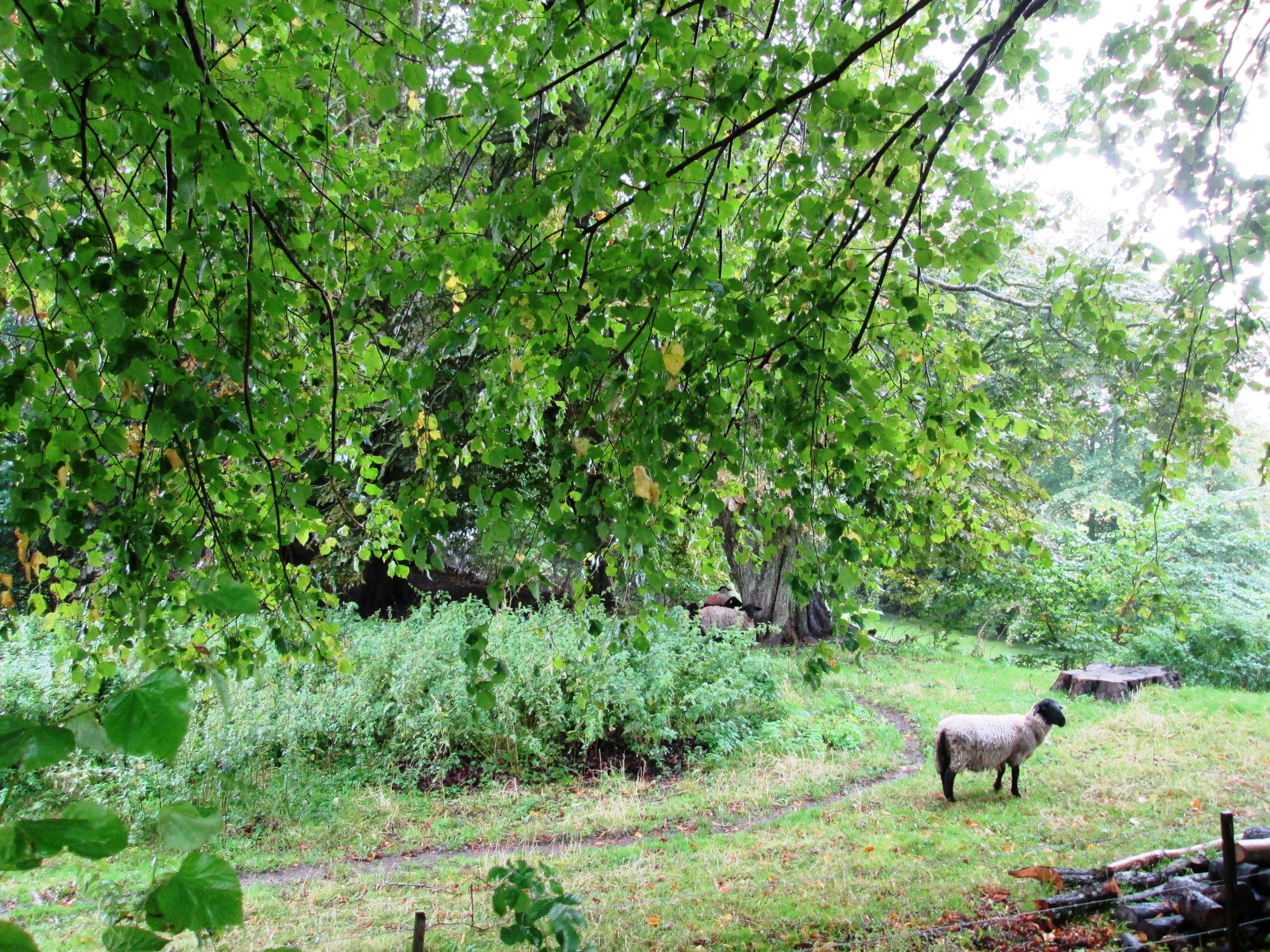 Får ved Brusgård